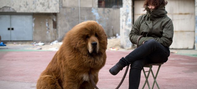 Zoo fa passare cane a pelo lungo per leone