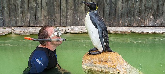 Il pinguino che prende lezioni di nuoto