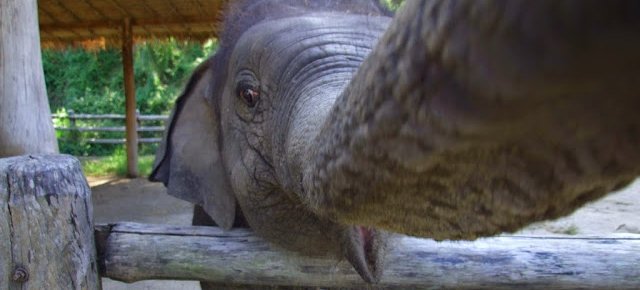 Ecco l'elefante che si è scattato un selfie