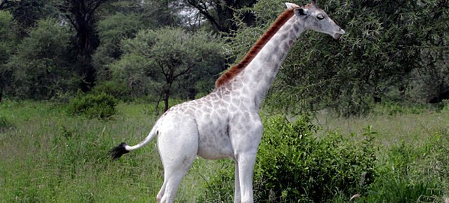 Ecco l'unica giraffa bianca al mondo