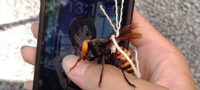 Addomestica una vespa gigante
