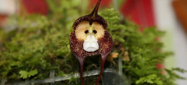 Ecco l'orchidea a forma di scimmia