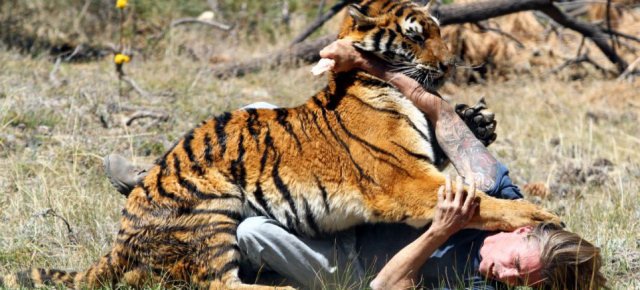 L'uomo che addestra le tigri ad attaccarlo