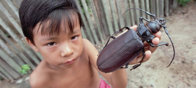 Ecco uno degli insetti più grandi al mondo