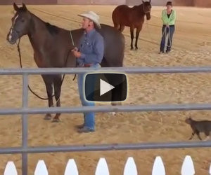 Gatto attacca un cavallo