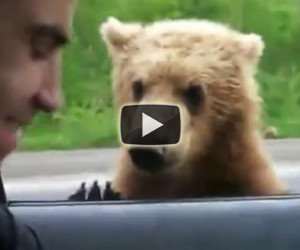 Orso domanda cibo per strada