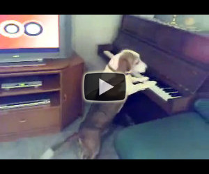 Cane suona il pianoforte