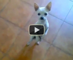 Chihuahua balla Flamenco