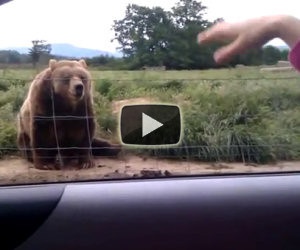 Orso ricambia saluto di una ragazza