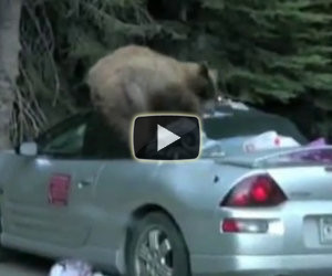 Orso ruba il cibo da un'automobile