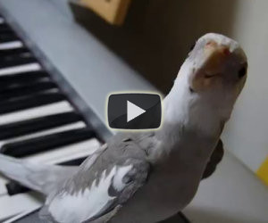 Uccello canta con un pianista