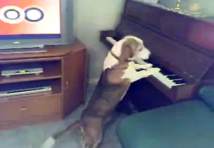 Cane suona il pianoforte