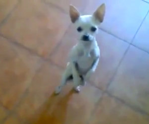 Chihuahua balla Flamenco